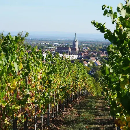 Sur La Route Des Vins D'alsace